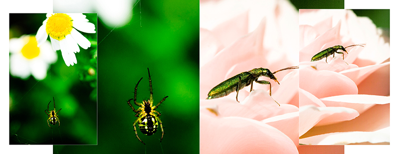 My bookphotoservice11